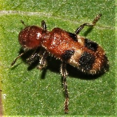 Enoclerus rosmarus