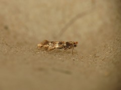 Phyllonorycter tristrigella
