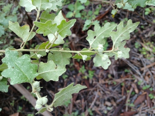 Image of Chorilaena quercifolia by (c) Leon Perrie, some rights reserved (CC BY)