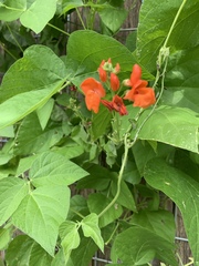 Phaseolus coccineus