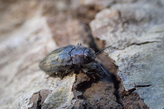 Phaenops