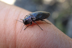 Phaenops