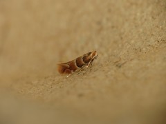 Phyllonorycter tristrigella