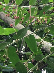 Phyllanthus salviifolius