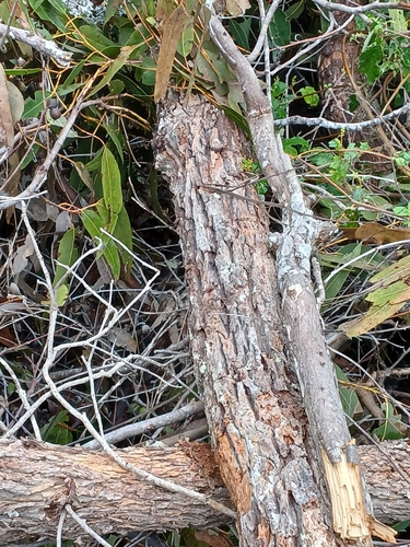 Image of Eucalyptus patens by (c) Leon Perrie, some rights reserved (CC BY)