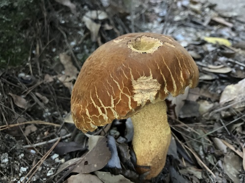 Rugiboletus extremiorientalis