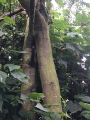 Phyllanthus salviifolius