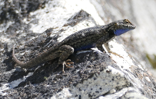 iNaturalist observation photo of Western Fence Lizard