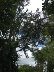 Phyllanthus salviifolius