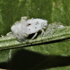 Flatormenis proxima
