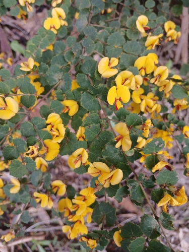 Image of Bossiaea aquifolium by (c) Leon Perrie, some rights reserved (CC BY)