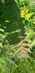 Ailanthus altissima