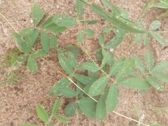 Tephrosia bracteolata