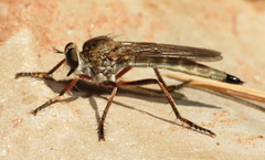 Philonicus limpidipennis