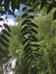 Phyllanthus salviifolius