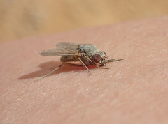 Symphoromyia