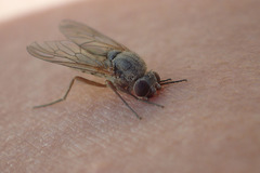 Symphoromyia