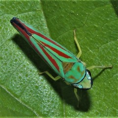 Graphocephala fennahi
