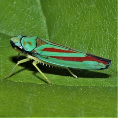 Graphocephala fennahi