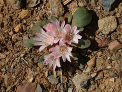 Lewisia kelloggii