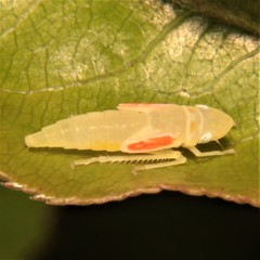 Graphocephala
