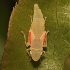 Graphocephala