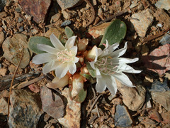 Lewisia kelloggii