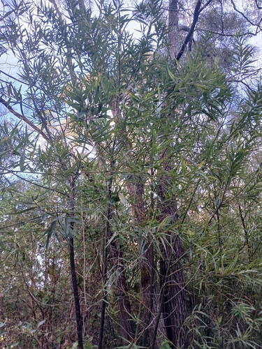 Image of Callistachys lanceolata by (c) Leon Perrie, some rights reserved (CC BY)