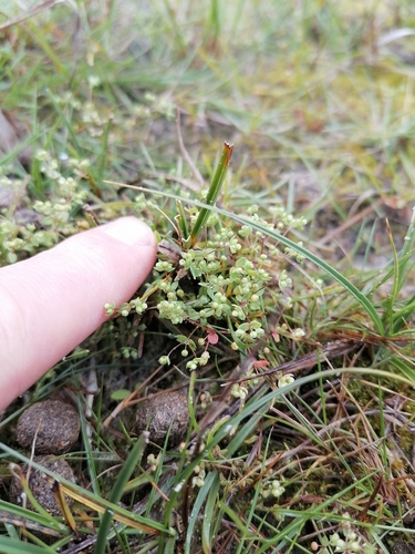 Image of Radiola linoides by (c) Ole N., some rights reserved (CC BY)