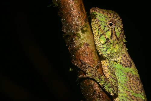 Sabah Eyebrow Lizard, Pelturagonia borneensis
