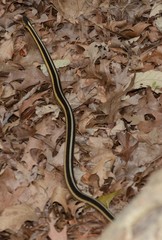 Thamnophis sirtalis sirtalis