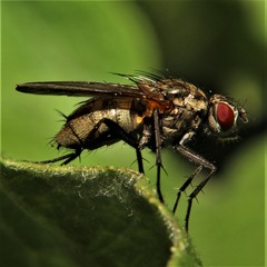 Hydrophoria lancifer