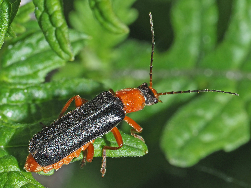 Cordicantharis longicollis