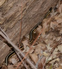 Thamnophis sirtalis sirtalis