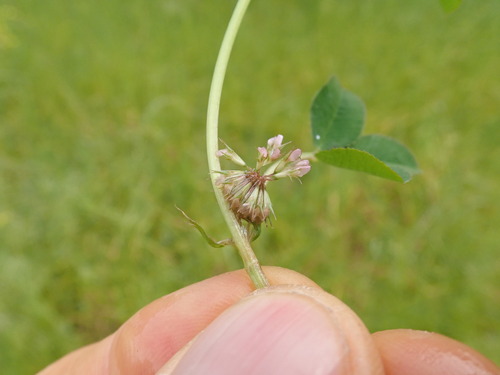 Image of Trifolium cernuum by no rights reserved