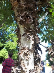 Lobaria pulmonaria