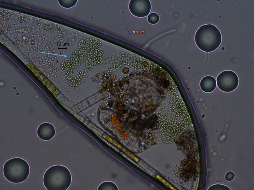 Synechococcaceae