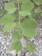 Piliostigma reticulatum