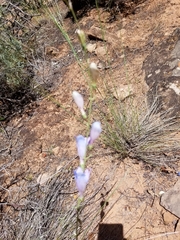 Penstemon comarrhenus