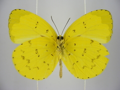 Eurema senegalensis