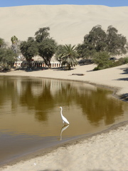 Ardea alba