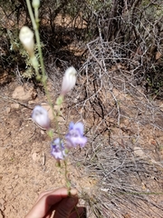 Penstemon comarrhenus