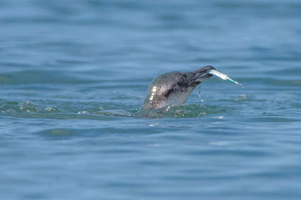 Little penguin at the water surface holding a small silvery fish in its bill