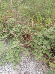 Piliostigma reticulatum