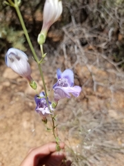 Penstemon comarrhenus
