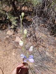Penstemon comarrhenus