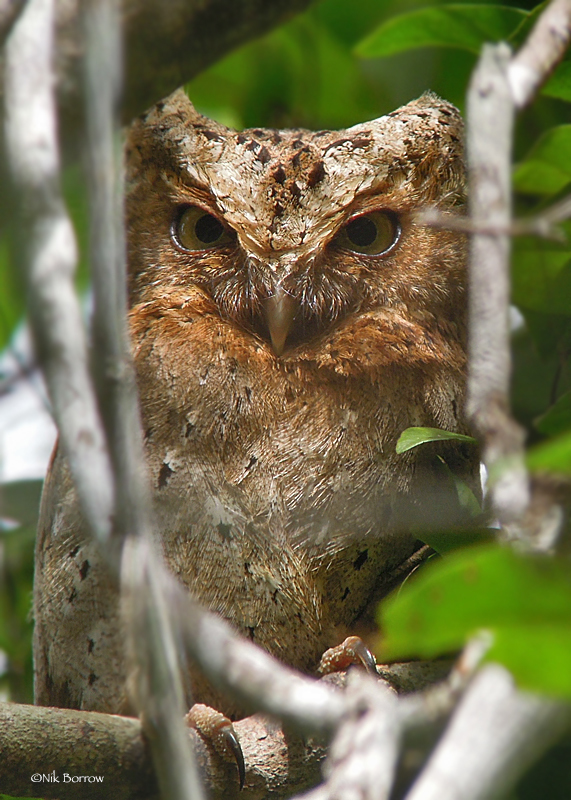 Scops-Owls