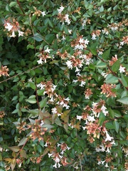 Abelia × grandiflora