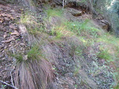 Ficinia fascicularis