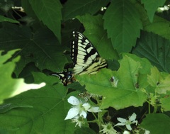 Papilio canadensis